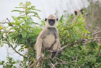 Safari im Yala Park