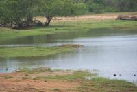 Krokodil im Yala Park