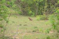 ein Mungo im Yala Park