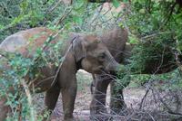 Safari im Yala Park