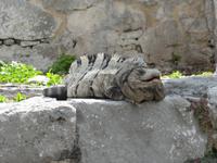 Leguane fühlen sich hier heimisch