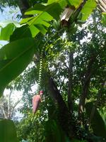 Flora und Fauna auf Roatan