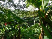 Flora und Fauna auf Roatan