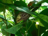 Schmetterlinge und Kolibris ...
