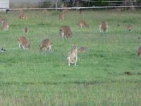 frei lebende Kängurus