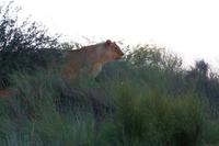 Kalahari-Löwin hält Ausschau