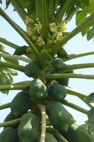 Papaya