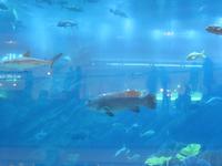 Dubai Aquarium 3