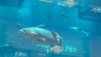 Dubai Aqua