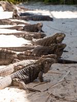 Leguane auf Cayo Rico