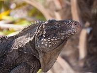 Leguan auf Cayo Rico