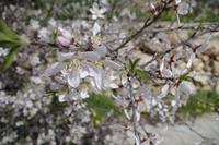 Frühling in Ajlun - Mandelblüte in Jordanien