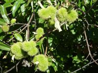 Tag 12 - 3 - Bäume der Castagniccia - Edelkastanien (2)