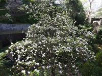 Magnolienbaum in Monte