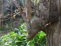 Wanderung entlang der Levada da Serra do Faial - Hirschkopf