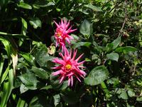 Wanderung entlang der Levada da Serra do Faial - Dahlienblüte