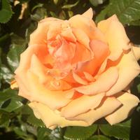 Impressionen aus dem Botanischen Garten Queenstown