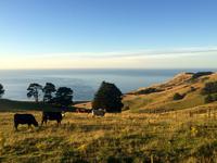 Dunedin - der Morgen erwacht