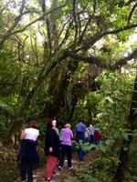 Rimu Walk in Ohakune
