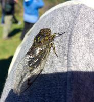 Zikade bei der jovialen Judit