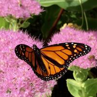 Impressionen Cambrige Gardens