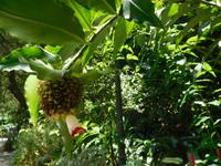 Blüte im Orchid Garden Singapur