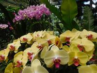 Orchideen in Singapur