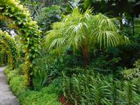 Orchideengarten in Singapur