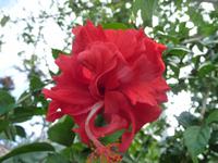 Hibiscus
