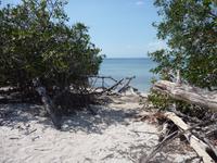 Mangroven beim Inselspaziergang