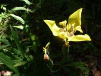Ueberleben im Urwald