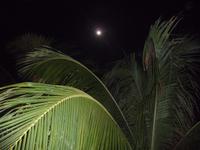 Vollmund mit Palme