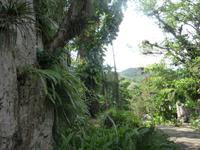 Alles waechst ueberall in diesem herrlichen Klima 