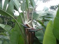 Bananenblume