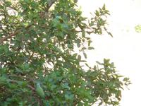 Sittiche im Roten Fort in Agra