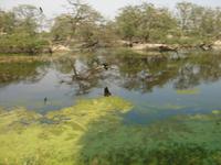 Sich spiegelnder fliegender Kranich im Vogel- und Naturpark Keoladeo bei Bharatpur