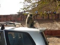 Affe am Amber Fort in Jaipur