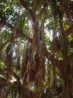 Luftwurzelbaum