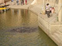 Fischfütterung am heiligen See Garisar in Jaisalmer