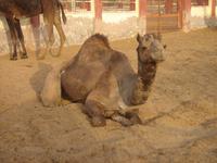 Kamel in der Kamelzuchtstation Bikaner