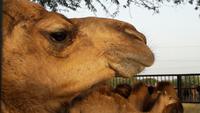 Küsschen? In der Kamelzuchtstation Bikaner
