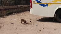 Wildschweinfrischling an unserem Bus am Amber Fort in Jaipur