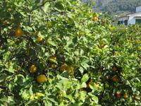 Soller Zitronen am Wegesrand