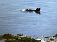 junger See Elefant