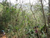 Sierra del Escambray (16)