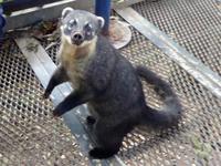 Nasenbär