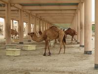 Bahrain - Kamelfarm