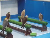 Abu Dhabi - Falkenklinik