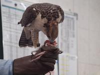 Abu Dhabi - Falkenklinik