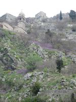 Kotor